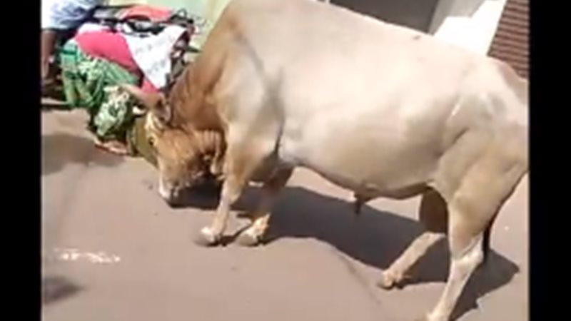 ثور يتسبب في سقوط