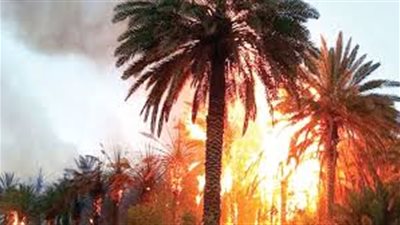 اندلاع حريق في مزرعة نخيل بواحة الخارجة في الوادي الجديد 