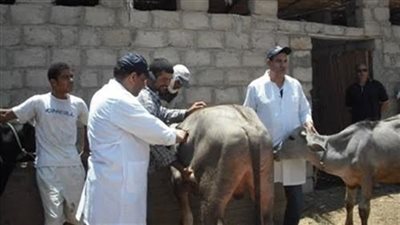 تحصين 14861 رأس ماشية ضد الحمى القلاعية والوادي المتصدع في الوادي الجديد