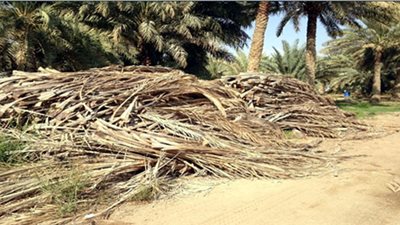 54 محضرًا لمزارعين تركوا مخلفات النخيل داخل الحقول بواحة الداخلة