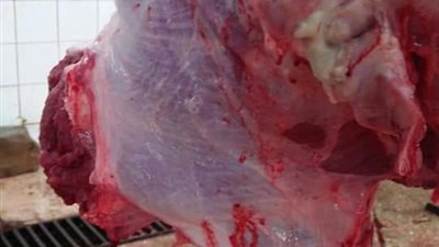 سمسطا البيطرية ببني سويف تحذر من انتشار مرض السل والسبب! 