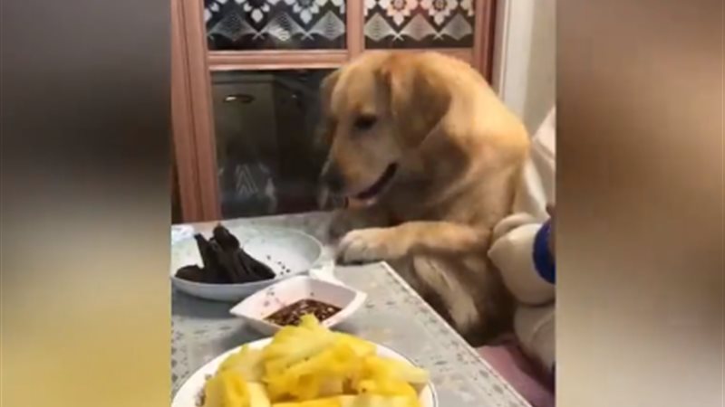 كلب ابن ناس 