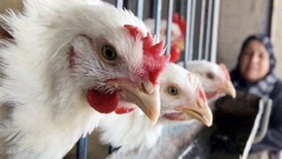 15 مليار جنيه.. استثمارت لتحقيق الإكتفاء الذاتي من الدواجن 