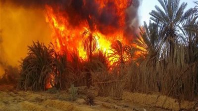 اندلاع حريق في مزرعة نخيل بواحة الداخلة .. التفاصيل