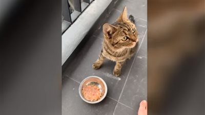 مفيش صاحب يتصاحب .. قط يلخص الغيرة والحقد في مشهد مضحك 