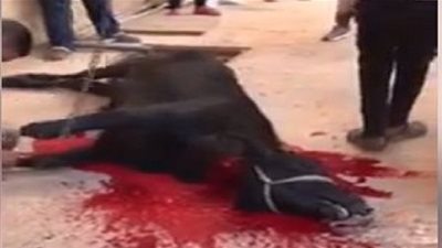 إنبي يفك النحس بذبح عجل