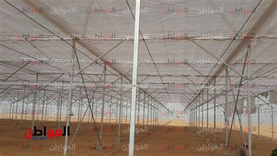   أهمية زراعة محصول الفلفل داخل الصوب الزراعية 