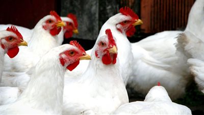أسعار الدواجن اليوم الجمعة 21 ديسمبر 2018