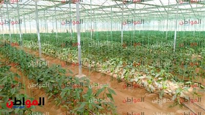  اليوم.. الرئيس السيسى يفتتح مشروع الصوب الزراعية بالعاشر من رمضان 