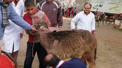 قوافل بيطرية علاجية إرشادية بقرى الشرقية لزيادة الإنتاجية