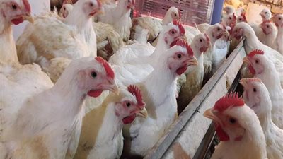   وزارة الزراعة تعلن الموعد النهائى لمنع نقل الطيور الحية بين المحافظات 