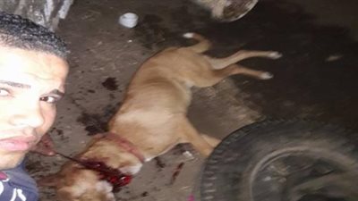 قتل وعذب كلبين.. إلغاء حبس جزار الدقي وتغريمه فقط