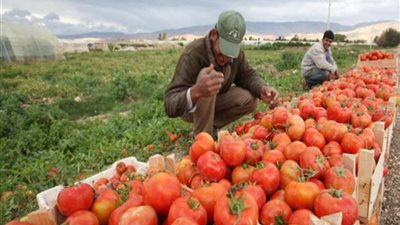 مجلس الوزراء ينفى شائعات تراجع صادرات الزراعة خلال 2018 