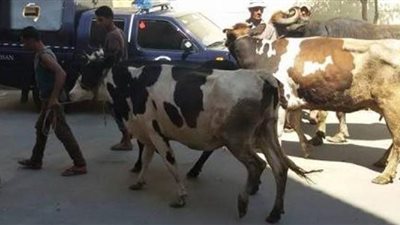 سقوط تشكيل عصابي تخصص في سرقة الماشية ببنها