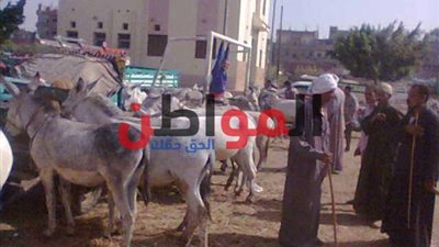 فيديو| مركز شباب الطاهرة يحيي فيلم التجربة الدنماركية .. والأسواق العشوائية تهدد أهالي الشرقية
