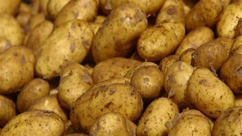 سعر البطاطس في سوق