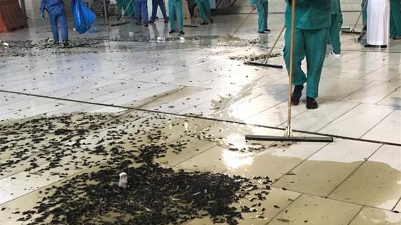 صراصيرالليل فى الحرم