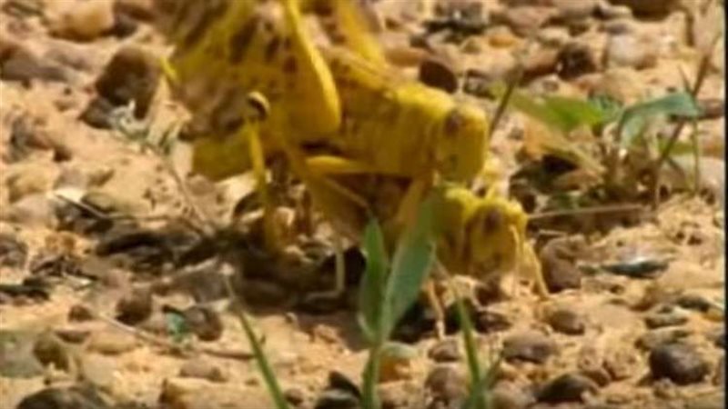 الجراد فى الحرم 