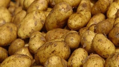 سعر البطاطس اليوم الجمعة 11 يناير في سوق العبور ..انخفاض جديد