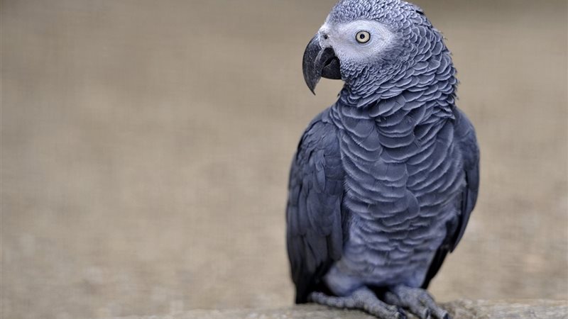 ببغاء يقرأ القرآن