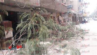 صور .. حالة الطقس السيئة تقتلع الأشجار في فيصل 