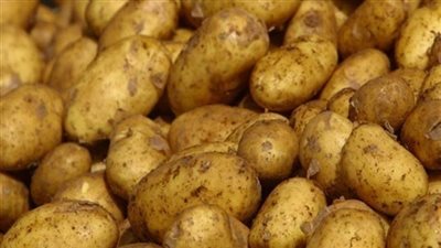 سعر البطاطس اليوم الاثنين 14 يناير في سوق العبور