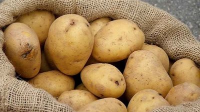 سعر البطاطس اليوم الثلاثاء 15 يناير في سوق العبور