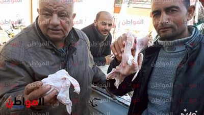 صور| ضبط 3 أطنان و300 كيلو دواجن فاسدة داخل مجزر ببيلا  