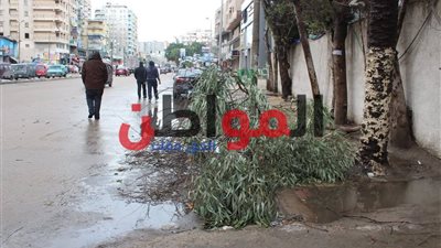 صور| اقتلاع الأشجار وغلق المحال التجارية بالإسكندرية بسبب العاصفة الرملية