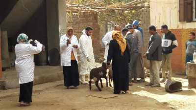 صور| الزراعة توجه لجنة للقضاء على الحمى القلاعية بقرية شطورة في سوهاج