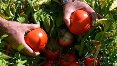 سعر الطماطم اليوم السبت 26 يناير 2019 في سوق العبور 