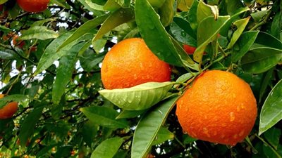 سعر البرتقال في سوق العبور اليوم الاثنين 28 يناير 2019