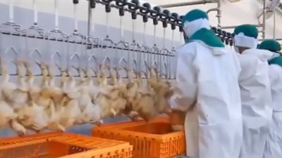 دراسة: غسل الدجاج قبل الطهي يؤدى إلى كارثة 