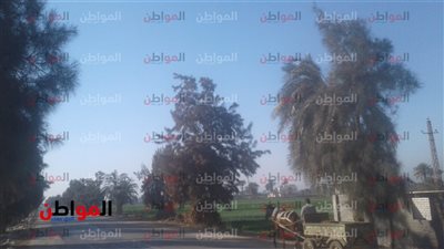 صور.. أحوال الطقس بمحافظة بني سويف اليوم الجمعة