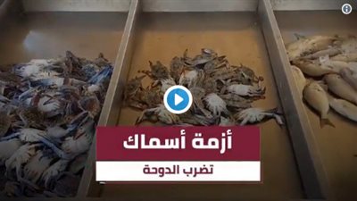    فيديو.. قطريلكس يكشف أزمة نقص الأسماك فى الدوحة وسط تغاضى نظام 