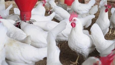 اسعار الدواجن اليوم الاثنين 4 فبراير 2019