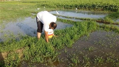 الفلاح مش هيتحبس تاني بقانون تحسين الأراضي .. التفاصيل هنا