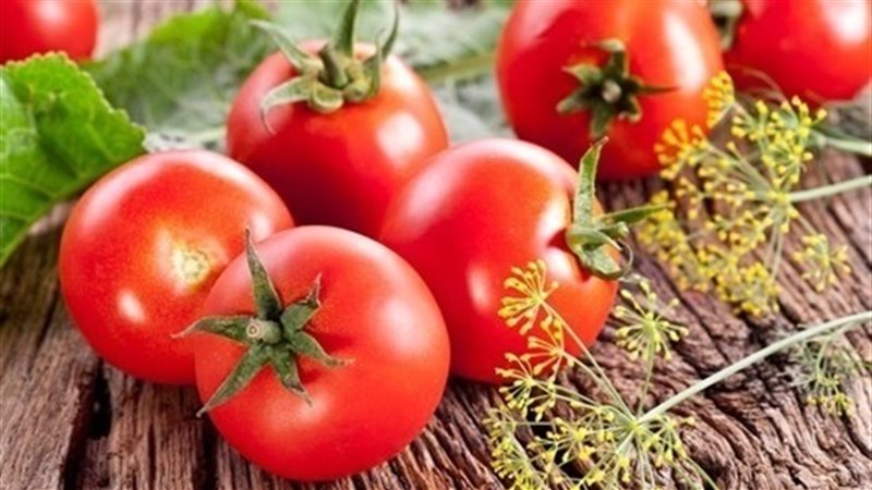 سعر الطماطم اليوم