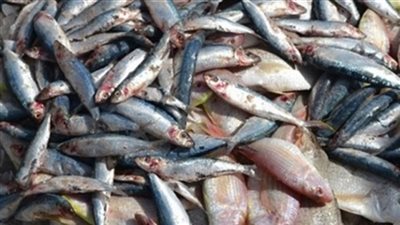 ضبط 443 طن أسماك فاسدة قبل بيعها بأسواق بنها