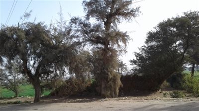 صور.. سطوع الشمس بكافة أنحاء بني سويف اليوم الخميس 
