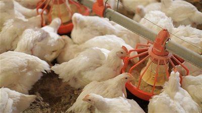 اسعار الدواجن اليوم الخميس 7 يناير 2019 
