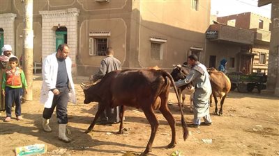 محافظ بني سويف يكشف نتائج الحملة القومية لتحصين الماشية