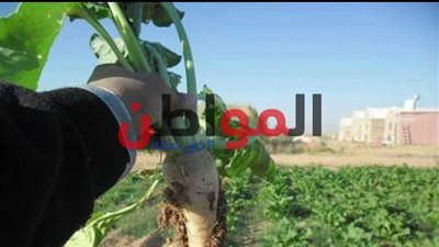 فيديو| «زراعة بنجر السكر» في البحيرة بين الواقع والمأمول