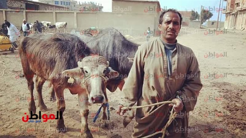 المواطن