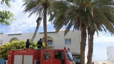 الحماية المدنية: إنقاذ قطة علقت أعلى نخلة في القليوبية