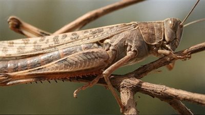 الجراد الصحراوي قادم .. وزارة الزراعة توضح الوضع الحالي 
