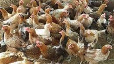 هذه الطرق العملية لتربية الدواجن بشكل صحيح 