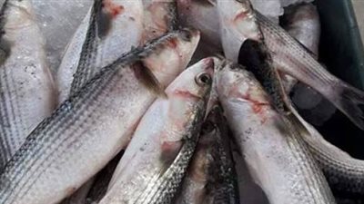 أسعار السمك في سوق العبور اليوم السبت 23 فبراير 2019 