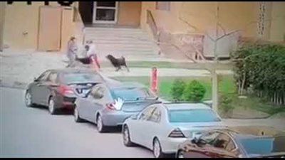 فيديو| شوهوا وجهه.. حقيقة صورة طفل مدينتي ضحية هجوم الكلاب الشرسة