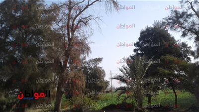 حالة الطقس اليوم الأثنين في بني سويف .. أجواء صيفية تسيطر